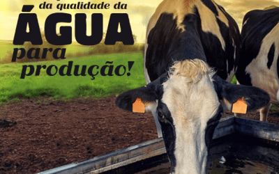 A IMPORTÂNCIA DA ÁGUA PARA VACAS LEITEIRAS