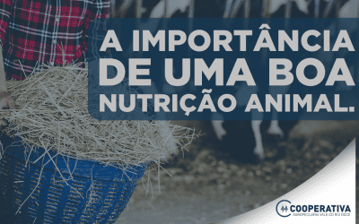 A importância da dieta na produção leiteira