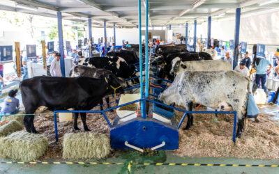 Expoagro 2024: Cooperativa realiza o 45º Concurso Leiteiro com animais de alta genética bovina
